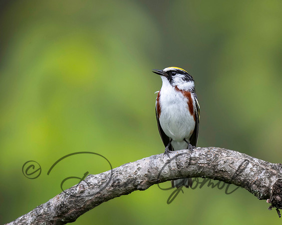 Chestnut-sided Warbler