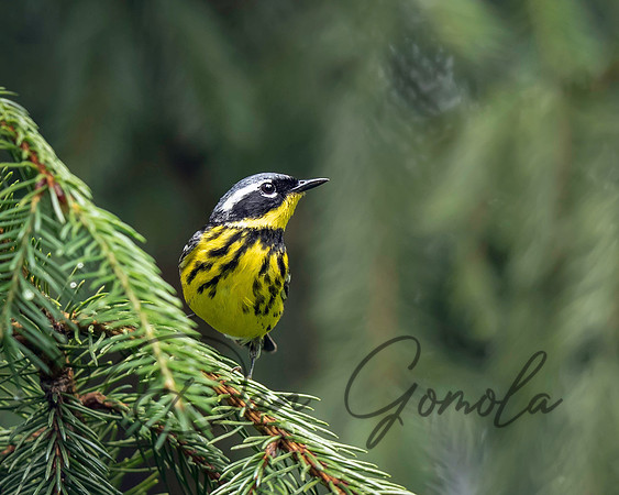 Magnolia Warbler