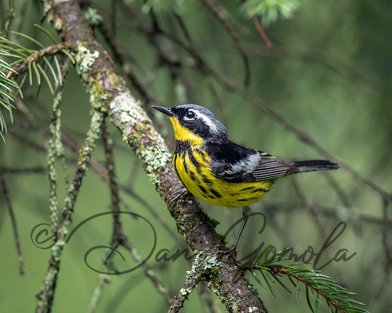 Magnolia Warbler