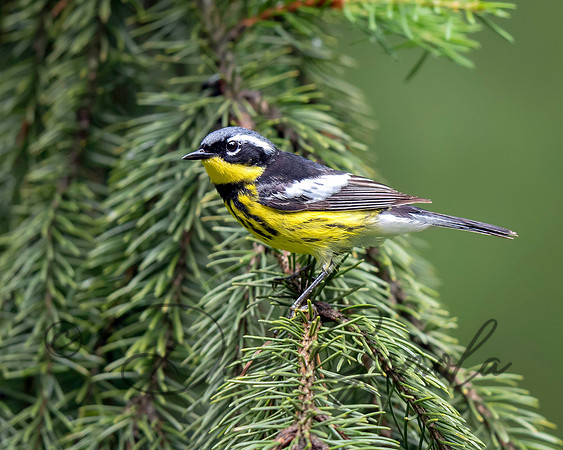 Magnolia Warbler