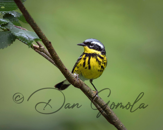 Magnolia Warbler