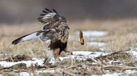 Rough-legged Hawk