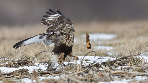 Rough-legged Hawk