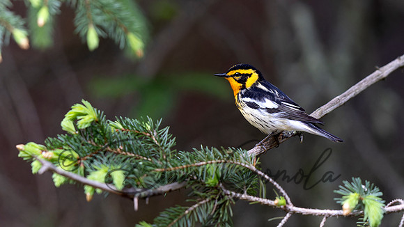 Blackburnian Warbler