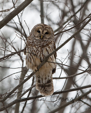 Barred Owl