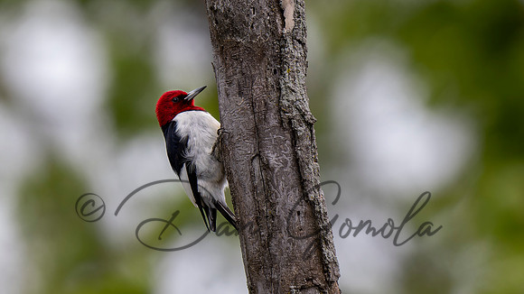 Red-headed Woodpecker