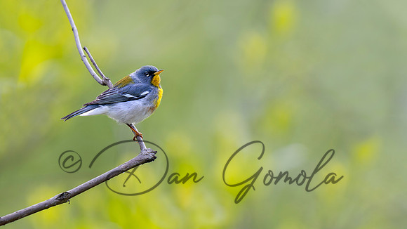 Northern Parula