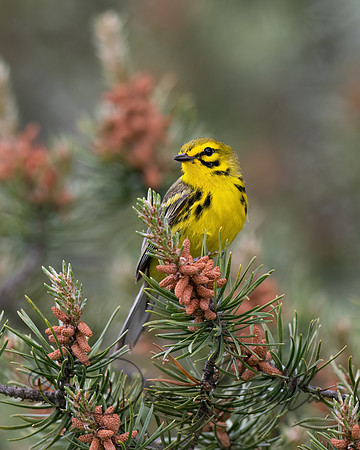 Prairie Warbler