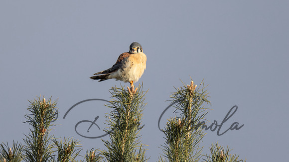 American Kestrel