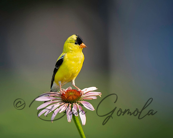 American Goldfinch