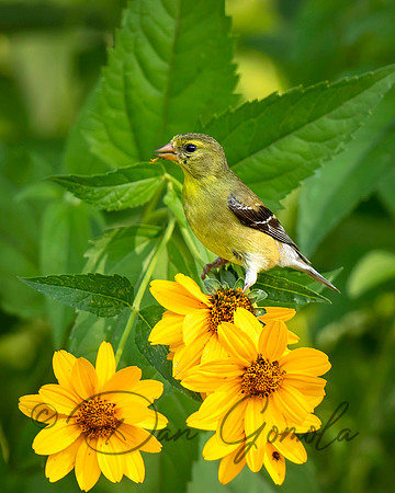 American Goldfinch