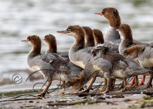 Common Merganser