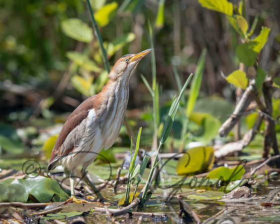 Least Bittern