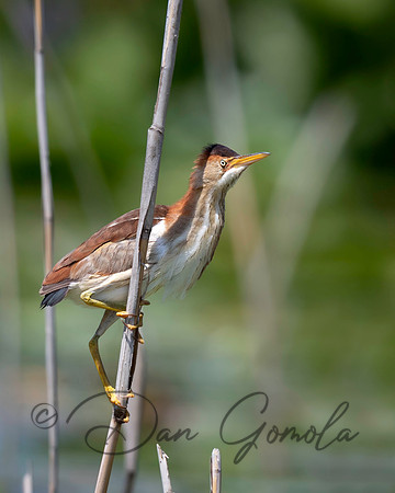 Least Bittern