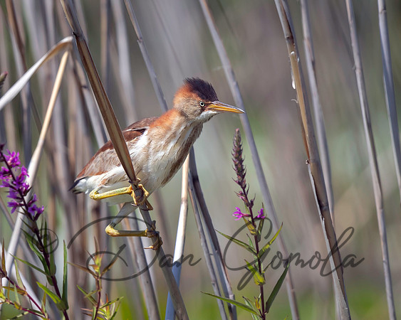 Least Bittern