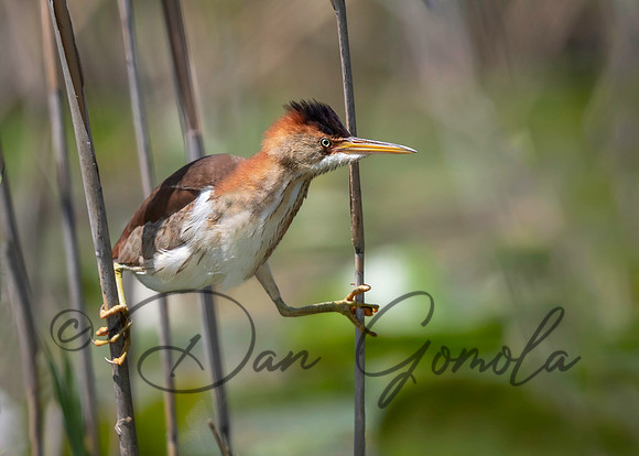 Least Bittern