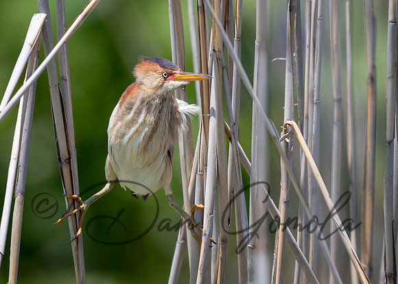 Least Bittern