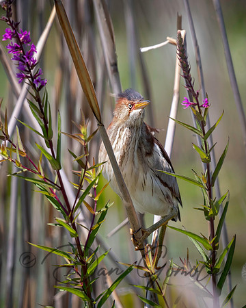 Least Bittern