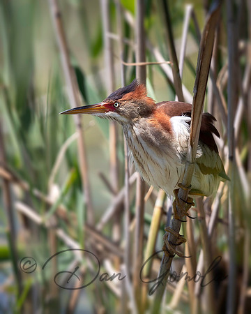Least Bittern