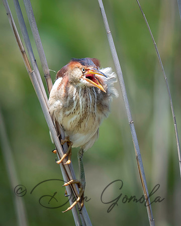 Least Bittern