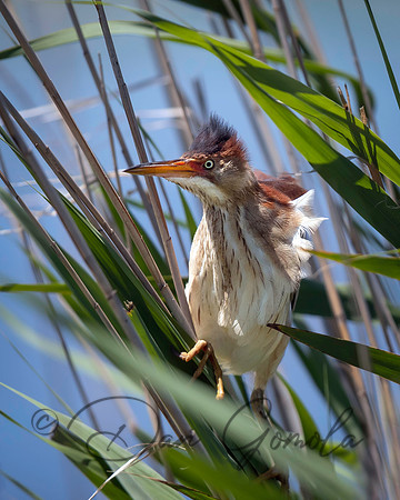 Least Bittern