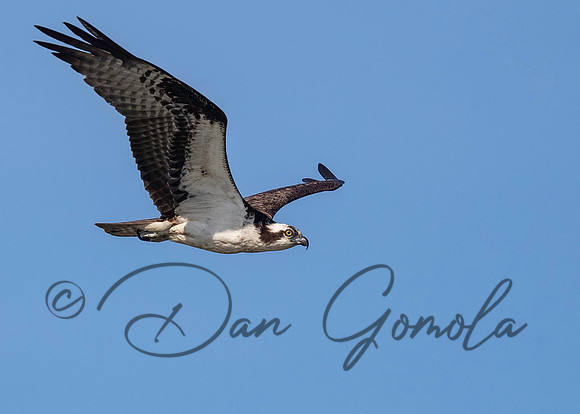 Osprey
