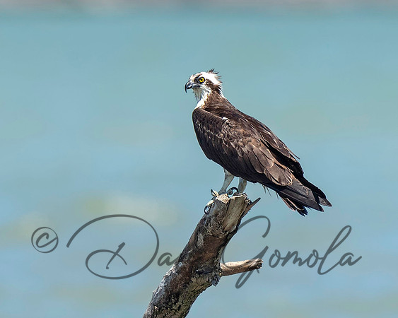 Osprey