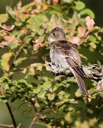 Least Flycatcher