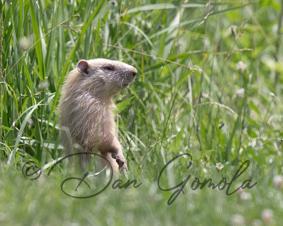 Groundhog