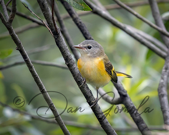 American Redstart