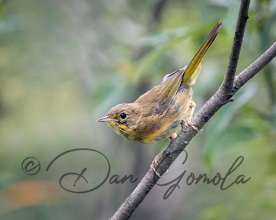 American Redstart