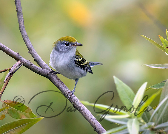 Chestnut-sided Warbler