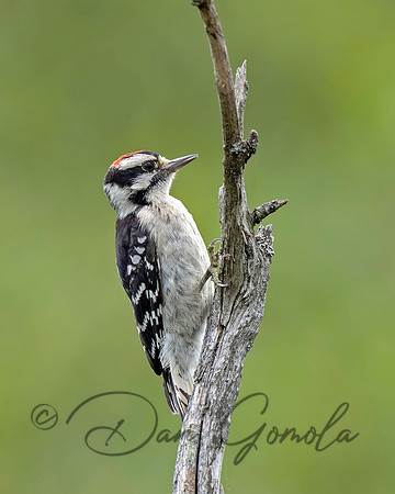 Hairy Woodpecker