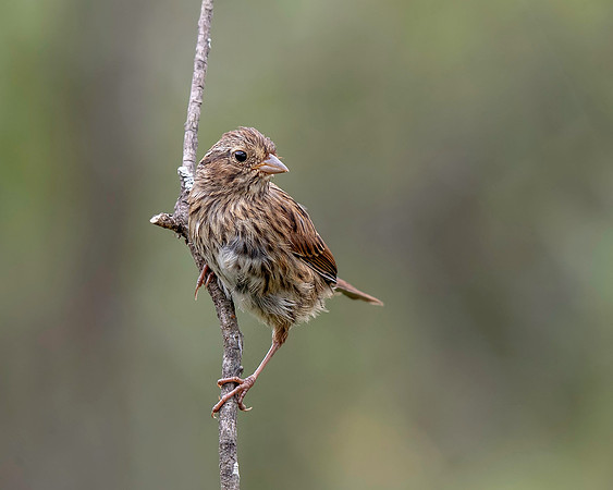 Lincoln's Sparrow