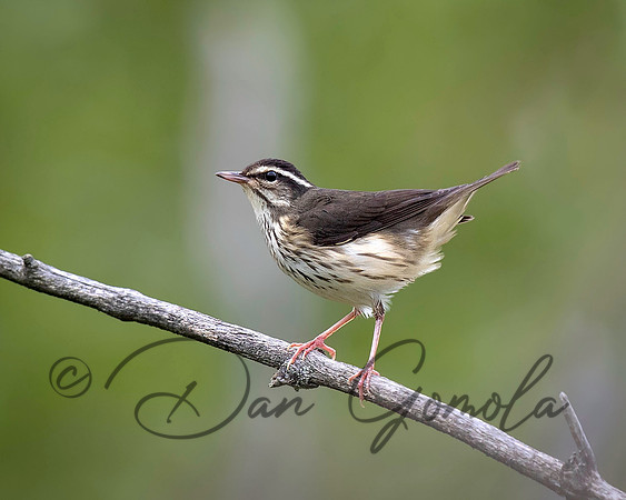 Loiusuana Waterthrush