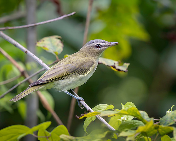 Red-eyed Vireo