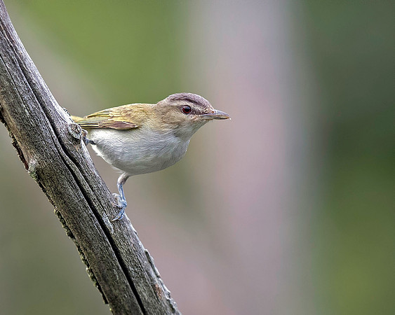 Red-eyed Vireo