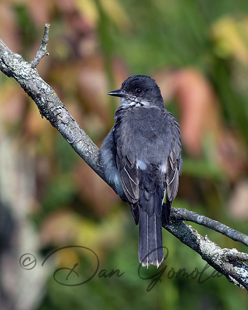 Eastern Kingbird