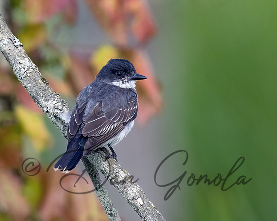 Eastern Kingbird
