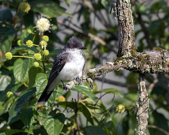 Eastern Kingbird