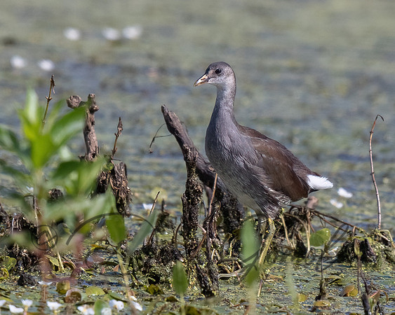 Common Gallinule