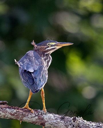 Green Heron
