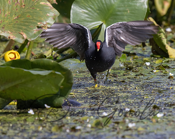 Common Gallinule