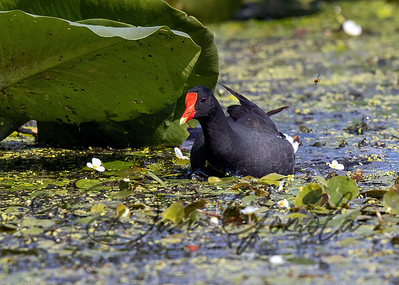 Common Gallinule