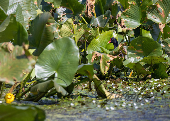 Common Gallinule