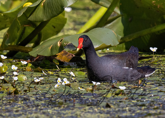 Common Gallinule