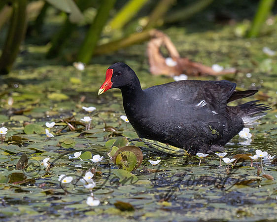 Common Gallinule