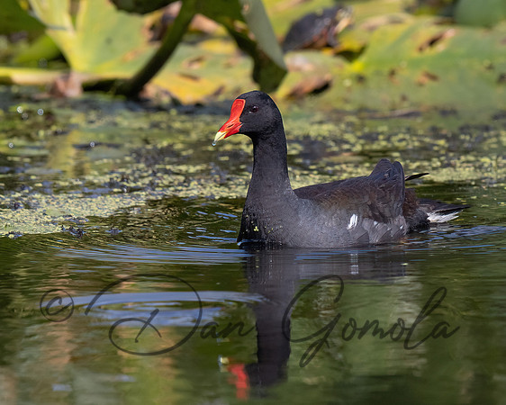 Common Gallinule