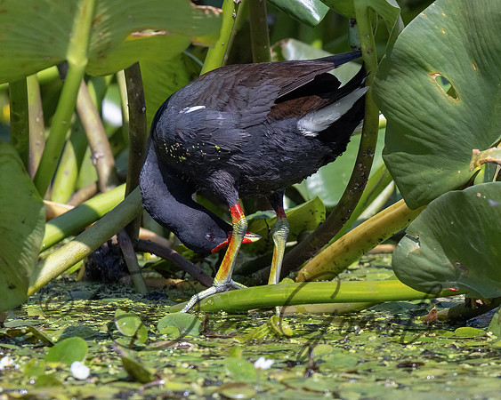Common Gallinule