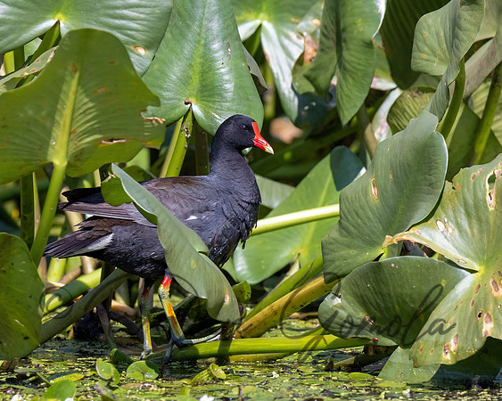 Common Gallinule